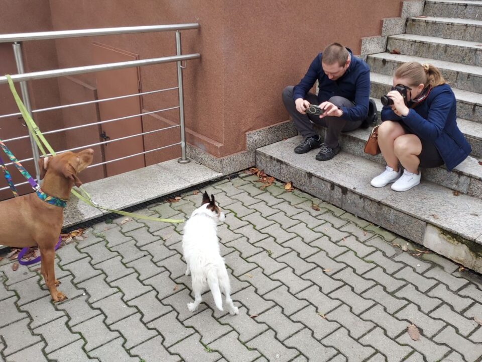 Uczestnicy robią zdjęcia psom.