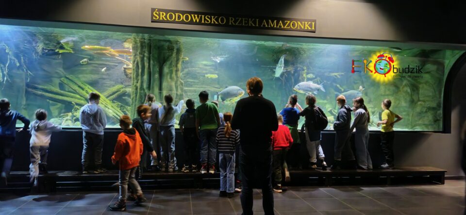Dzieci podziwiają wielkiego akwarium o środowisku rzeki Amazonki