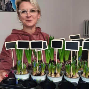 Pani przynosi donice z cebulkami kwiatów